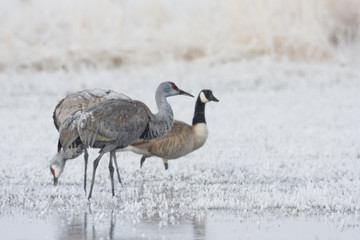 Sandhill cranes and Canada goose, frosty spring morning