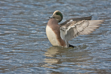 Male American Wigeon, wing flap, Commonwealth lake Park, Beaverton, Oregon, USA