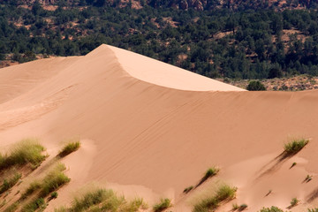 North America - USA - Utah - Coral Pink Sand Dunes State Park.