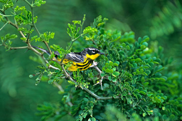 USA, Texas, South Padre Island. Wild male magnolia warbler in breeding plumage perched in shrub. 