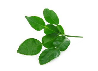 bergamot leaf isolated on white background
