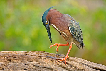 USA, Texas, Rio Grande Valley, McAllen. Portrait of green heron studying its feet. 