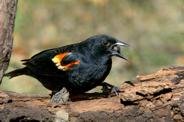 USA, Texas, Hill Country. Redwing blackbird eating a seed. 