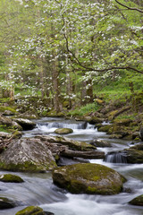 Fototapeta premium Dogwood trees in spring along Middle Prong Little River, Tremont area, Great Smoky Mountains National Park, Tennessee