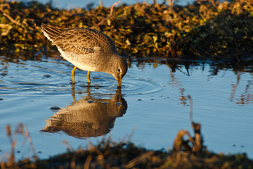 USA, Oregon, Baskett Slough National Wildlife Refuge, Long-billed Dowitcher (Limnodromus scolopaceus) foraging