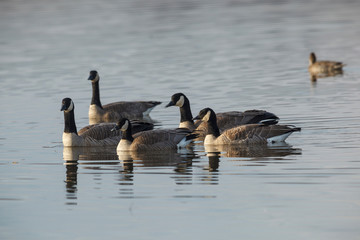 USA, Oregon, Baskett Slough National Wildlife Refuge, Canada Geese (Branta canadensis).