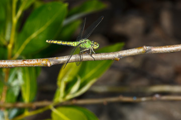 USA, Oregon, Eugene, Fern Ridge Wildlife Area, female Western Pondhawk (Erythemis collocata)