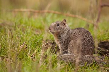 Naklejka na ściany i meble USA, Oregon, Baskett Slough National Wildlife Refuge, California Ground Squirrel (Otospermophilus beecheyi)