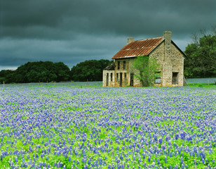 Fototapeta na wymiar USA, Texas. Bluebonnets surround this abandoned ranch house near Marble Falls. 