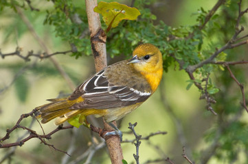 USA, Texas, South Padre Island. Portrait of female Baltimore oriole in spring. 