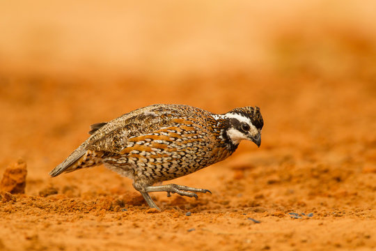 USA, Texas, Hidalgo County. Male bobwhite scratching in dirt. Credit as: Cathy & Gordon Illg / Jaynes Gallery / DanitaDelimont.com