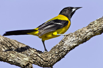 USA, Texas, Santa Clara Ranch. Audubon oriole on limb. 