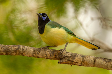 USA, Texas, Hidalgo County. Close-up of green jay on limb. Credit as: Cathy & Gordon Illg / Jaynes Gallery / DanitaDelimont.com