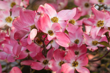 USA, Oregon, Keizer, flowering Dogwood in neighborhood.