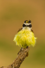USA, Texas, Hidalgo County. Frontal view of fluffy kiskadee on stump. Credit as: Cathy & Gordon Illg / Jaynes Gallery / DanitaDelimont.com