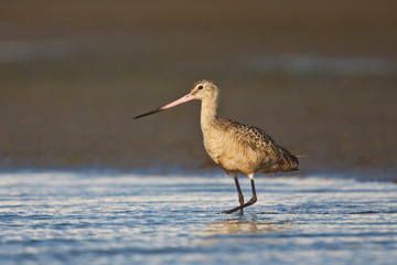 Marbled Godwit (Limosa fedoa) feeding in Laguna Madre, Texas