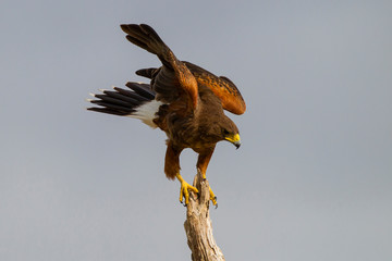 USA, Texas, Hidalgo County. Close-up of Harris' hawk on tree stump. Credit as: Cathy & Gordon Illg / Jaynes Gallery / DanitaDelimont.com