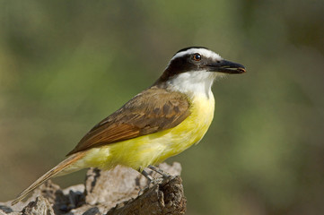 USA, Texas, Rio Grande Valley. Great kiskadee holding insect prey in its beak. 