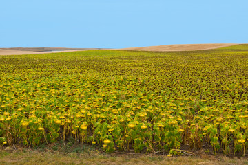 USA, South Dakota, Badlands Field of Sunflowers ready for Harvest along State Hwy 27 near Scenic