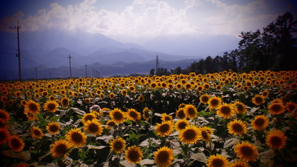 一面のひまわり畑