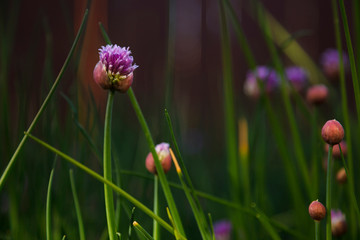 USA, Oregon, Keizer, Chives in backyard.