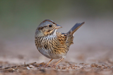 Lincoln's Sparrow (Melospiza lincolnii) foraging for seeds, Texas, winter