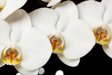Fototapeta na wymiar USA, Oregon, Keizer, hybrid orchid.