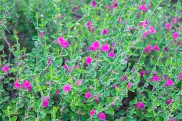 Pink Texas Skullcap, Austin, Texas, Usa