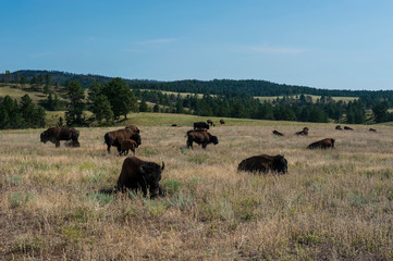 Fototapeta na wymiar Buffaloes, South Dakota, USA