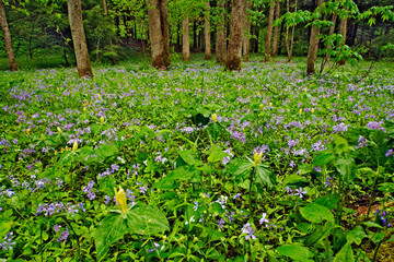 Meadow of Blue Phlox (Phlox divaricata) and Yellow Trillium (Trillium luteum) on forest floor at White Oak Sinks, Great Smoky Mountains National Park, Tennessee