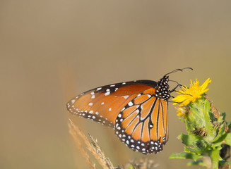 Queen butterfly getting nectar from flower, Danaus gilippus, Welder Flats, Texas