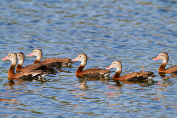 Black-bellied Whistling Ducks (Dendrocygna autumnalis) in wetland Starr County, Texas, USA.
