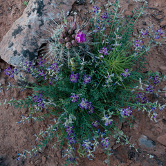 USA, Utah. Milkvetch (Astragalus) and Whipples Fishhook Cactus (Sclerocactus whipplei).