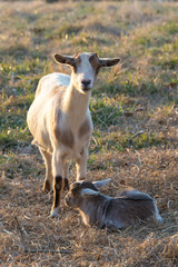 US, TN. Female goat stands protectively over resting kid. Late in day, rim light.