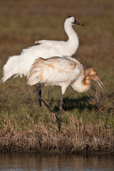 Whooping Crane (Grus americana) wintering at Aransas National Wildlife Refuge, Texas