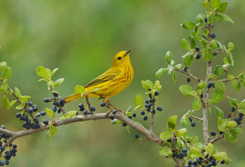 Yellow Warbler (Dendroica Petechia), adult male perched on Elbow bush (Forestiera Pubescens) with berries, Hill Country, Texas, USA