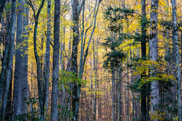 Obraz premium Tennessee, Park Narodowy Great Smoky Mountains, Szlak przyrodniczy Roaring Fork Motor Nature Trail