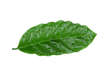 green coffee leaf with drop of water isolated on white background