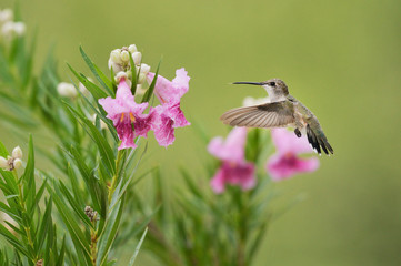 Ruby-throated Hummingbird (Archilochus colubris), female in flight feeding on blooming Desert willow (Chilopsis Linearis), Hill Country, Texas, USA