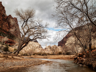 USA, Utah. Zion National Park, Cottonwoods in winter along the Virgin River