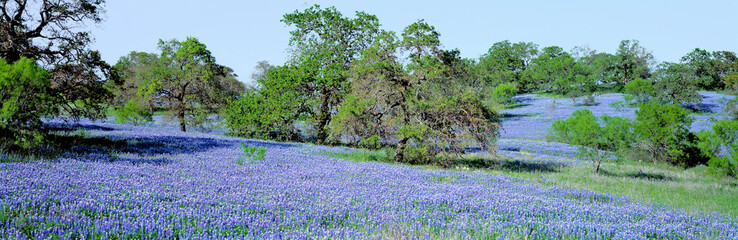 USA, Texas, Llano. Texas Bluebonnets, the state flower, fill these rolling oak-covered hills in the Llano area of Texas.