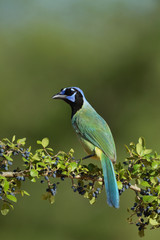 Obraz premium Green Jay (Cyanocorax Yncas), adult perched on berry laden Elbow bush (Forestiera Pubescens), Rio Grande Valley, South Texas USA
