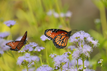 Queen (Danaus gilippus), adult feeding on blooming Gregg's Mistflower (Conoclinium greggii), Hill Country, Texas, USA