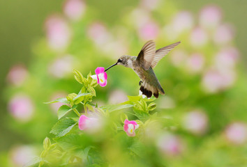 Fototapeta na wymiar Ruby-throated Hummingbird (Archilochus colubris), female in flight feeding on Wishbone flower (Torenia fournieri), Hill Country, Texas, USA
