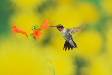 Ruby-throated Hummingbird (Archilochus colubris), male in flight feeding on Cape honeysuckle (Tecoma capensis) flower, Hill Country, Texas, USA