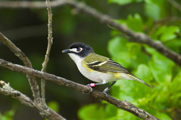 USA, Texas, Balcones Canyonlands NWR. Young male black-capped vireo with band on leg. 