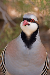 USA, Utah, Kodachrome Basin State Park. Chukar close-up. 