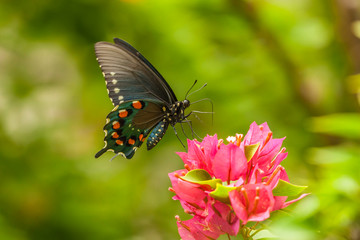 USA, Texas, Hidalgo County. Pipevine swallowtail butterfly on flower. Credit as: Cathy & Gordon Illg / Jaynes Gallery / DanitaDelimont.com