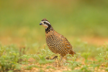 USA, Texas, Hidalgo County. Bobwhite male close-up. Credit as: Cathy & Gordon Illg / Jaynes Gallery / DanitaDelimont.com