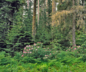 USA, Oregon, Mt Hood NF. Rhododendron thrive in the conifer forests near Mt Hood in Oregon.